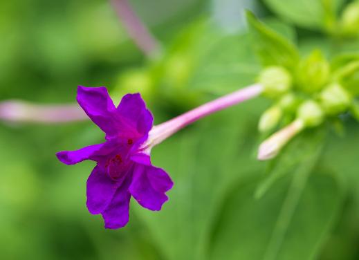 妞嶇墿鐣屼簰鐩搁櫔浼寸殑妞嶇墿,妞嶇墿鐣岀殑濂芥湅鍙嬫湁鍝簺