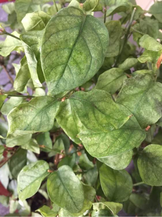 养花得了蚜虫蚧壳虫小黑飞，水里“加点它”，统统“灭干净”