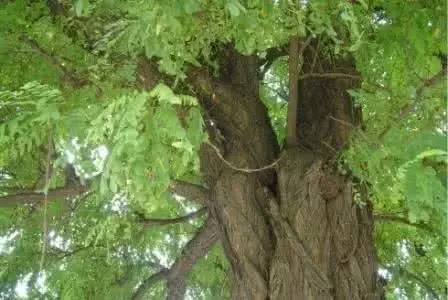 冷热环境交替导致面瘫,最近因为着凉面瘫