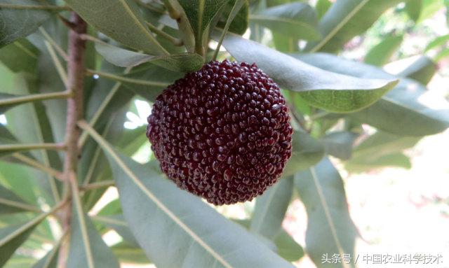 杨梅好吃树难栽下联,杨梅树难栽种么