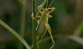 昆虫的嗅觉非常灵敏,昆虫没有嗅觉吗