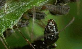昆虫的嗅觉非常灵敏,昆虫没有嗅觉吗