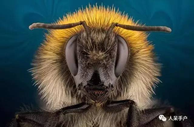 昆虫的嗅觉非常灵敏,昆虫没有嗅觉吗