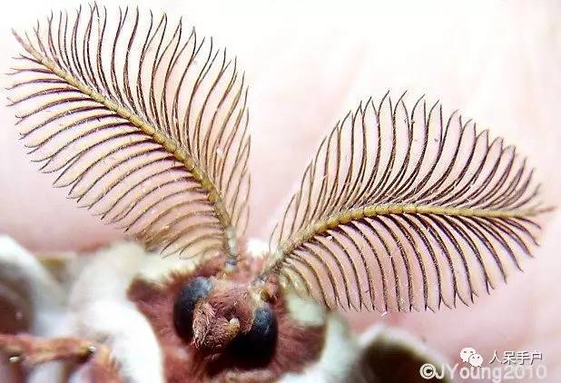 昆虫的嗅觉非常灵敏,昆虫没有嗅觉吗