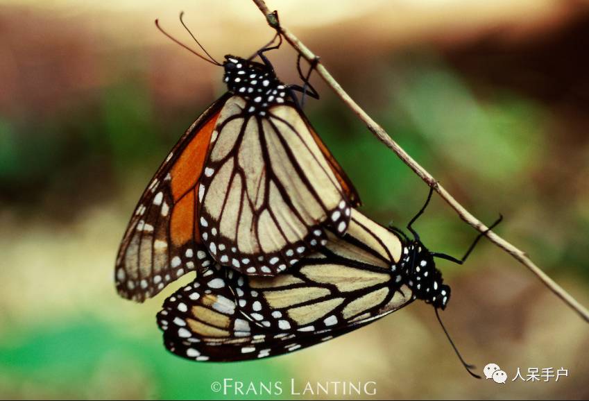 昆虫的嗅觉非常灵敏,昆虫没有嗅觉吗