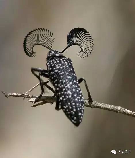 昆虫的嗅觉非常灵敏,昆虫没有嗅觉吗