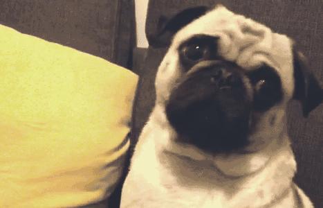 巴哥委屈吗,巴哥眼里泪汪汪的怎么回事