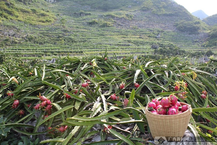 广西的一个县因富含铝土矿而闻名，连续多年跻身西部县域经济百强县