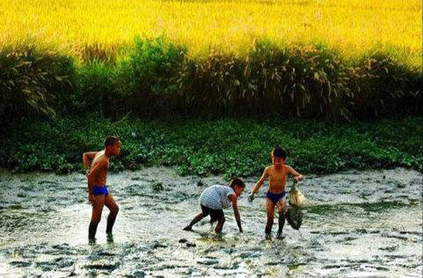 臭泥巴里面的鱼,臭泥沟里有黄鳝