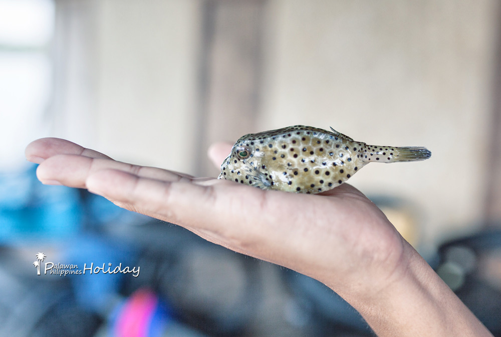 巴拉望｜本田湾真的是本田公司买下的吗？来了这里才知道