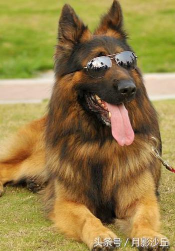 德国牧羊犬训练抓老鼠,军犬德国牧羊犬训练视频