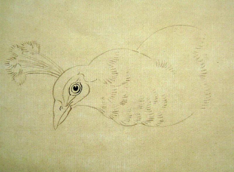 孔雀开屏的图片国画孔雀的画法,国画孔雀的画法图片