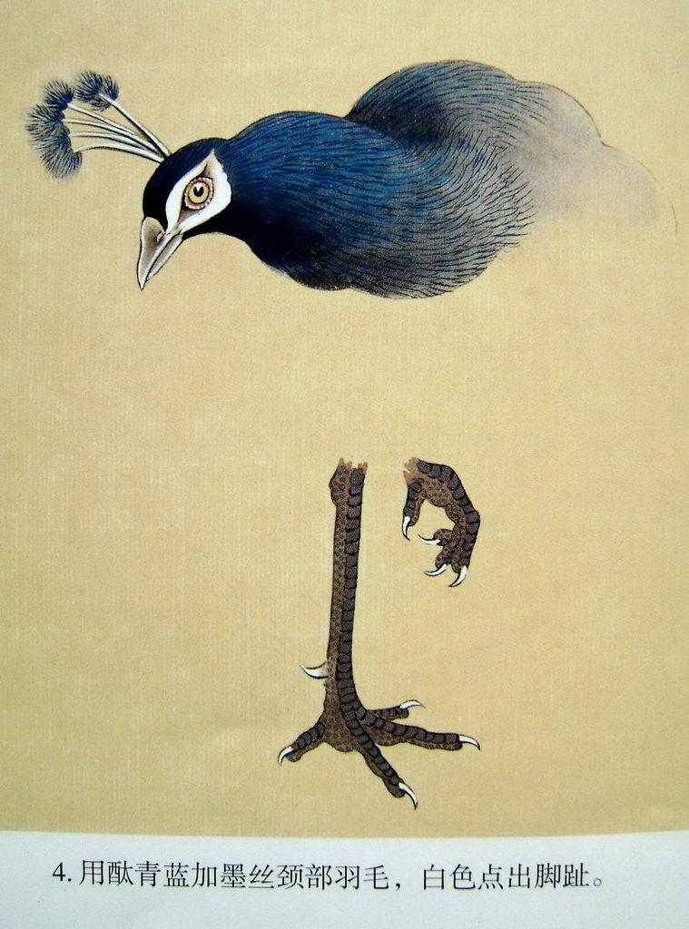 孔雀开屏的图片国画孔雀的画法,国画孔雀的画法图片
