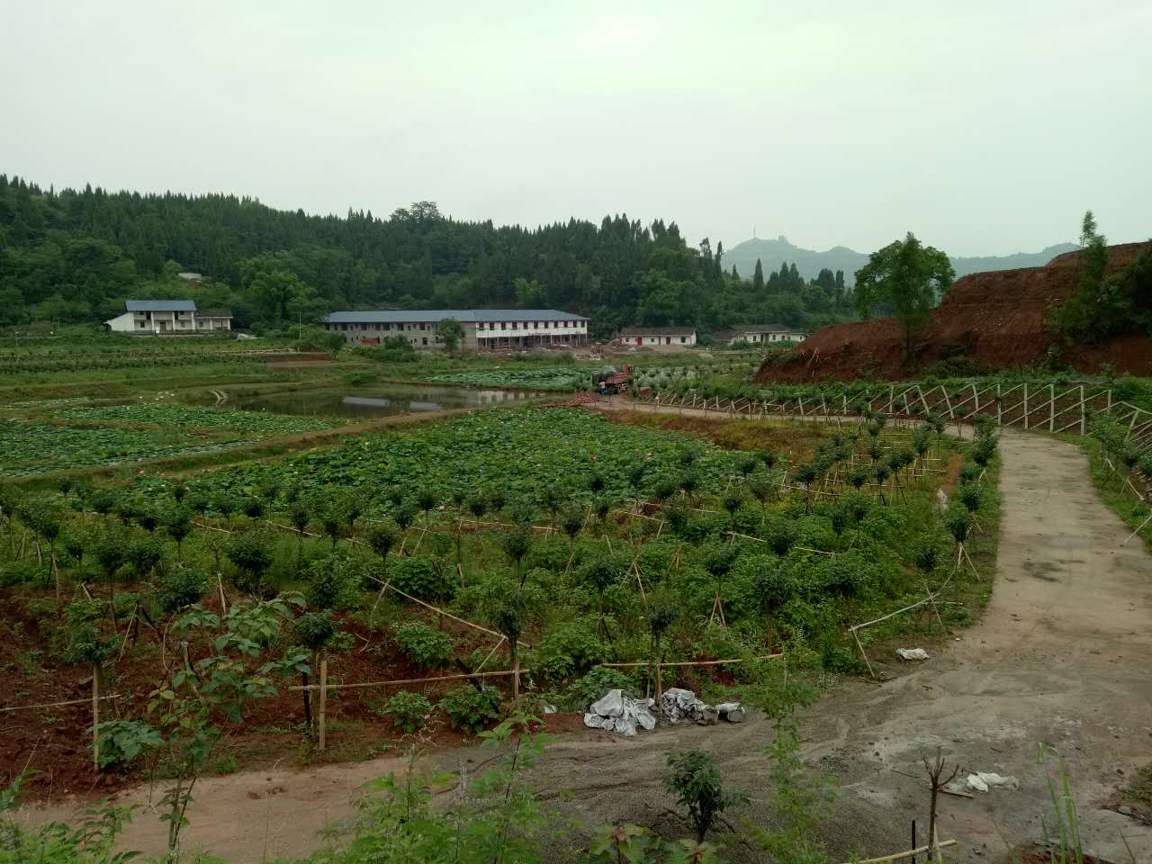 南充市世阳镇最新视频,南充世阳镇最新消息