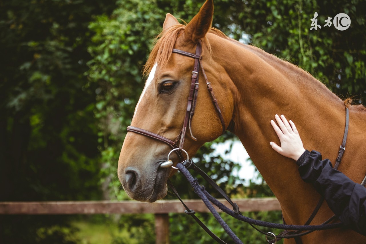 属马的人暴富,属马的发财数字
