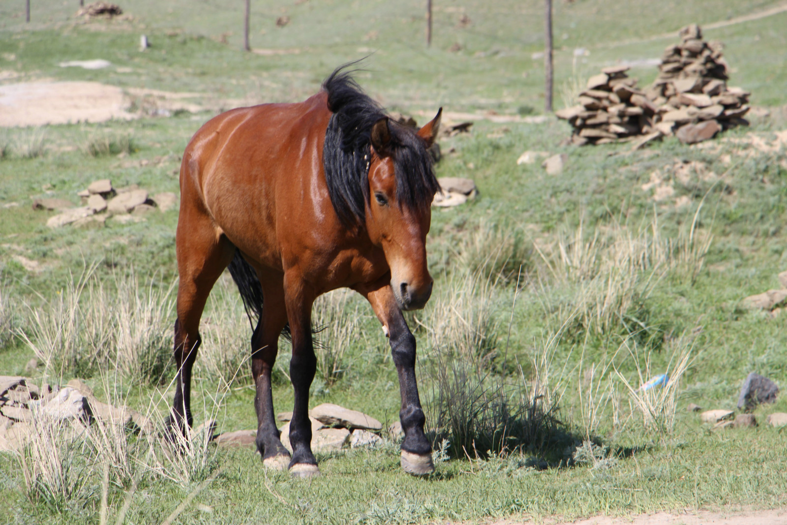 乌鲁木齐石人沟民俗,乌鲁木齐风情