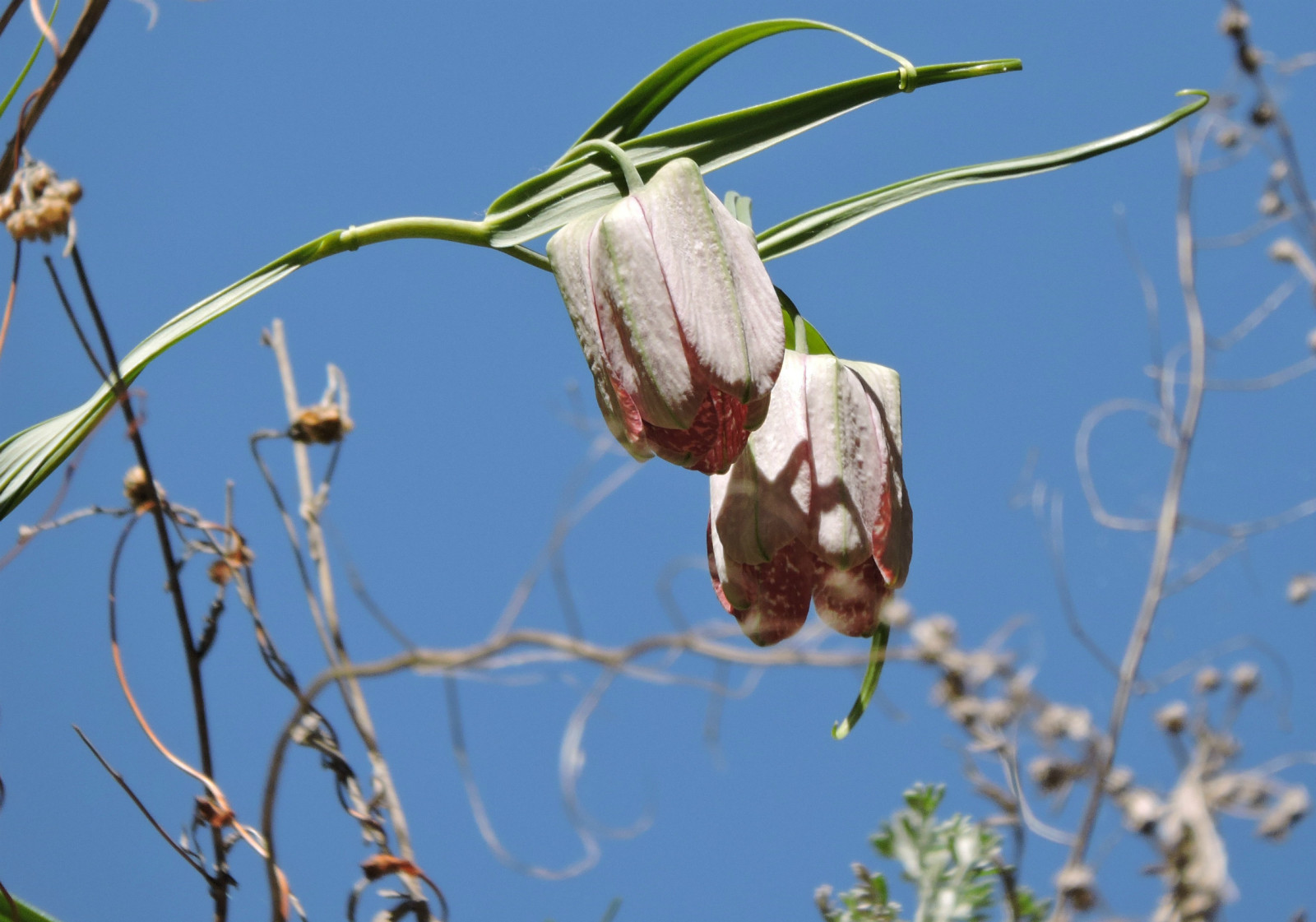 乌鲁木齐石人沟民俗,乌鲁木齐风情
