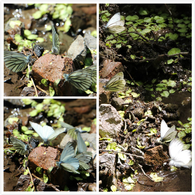 乌鲁木齐石人沟民俗,乌鲁木齐风情