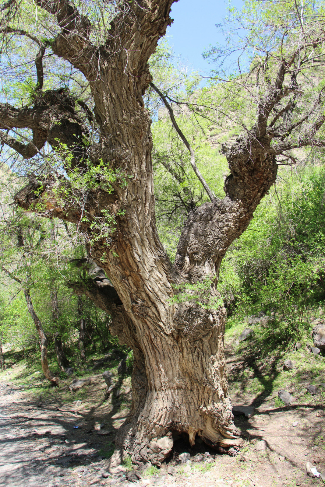 乌鲁木齐石人沟民俗,乌鲁木齐风情