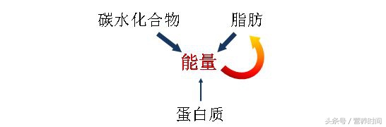这才是减肥的正确方法,怎么才能正确的做到节食减肥