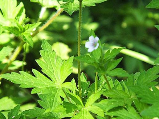妞嶇墿鐣屼簰鐩搁櫔浼寸殑妞嶇墿,妞嶇墿鐣岀殑濂芥湅鍙嬫湁鍝簺