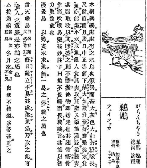 中华神禽志（八）鹈鹕，一张大嘴吞天下，它的心思你别猜