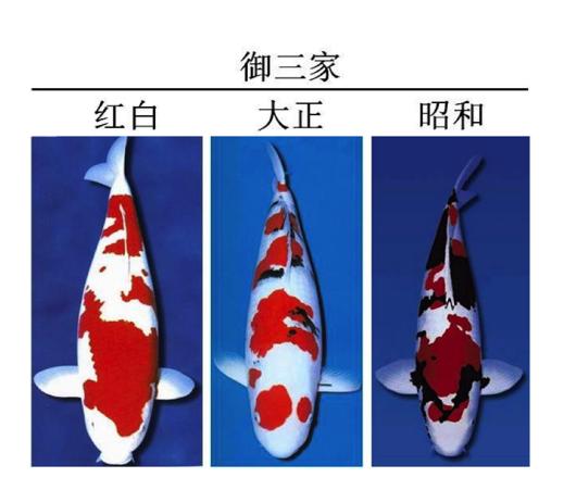 锦鲤是属于淡水鱼还是海鱼,锦鲤是中国还是日本的