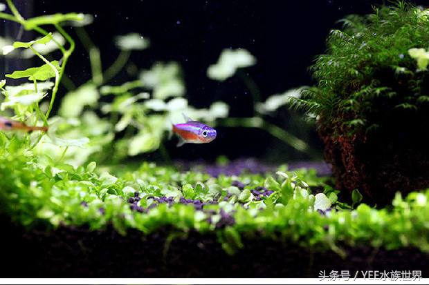 鱼缸底滤水面上的油膜处理小妙招,鱼缸三合一过滤泵除油膜怎么使用