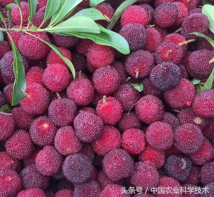 杨梅好吃树难栽下联,杨梅树难栽种么