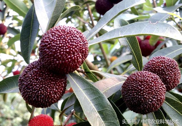 杨梅好吃树难栽下联,杨梅树难栽种么