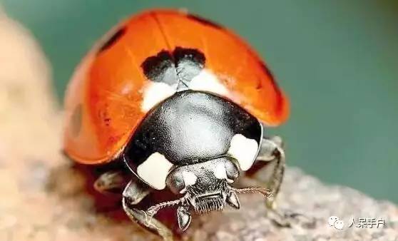 昆虫的嗅觉非常灵敏,昆虫没有嗅觉吗