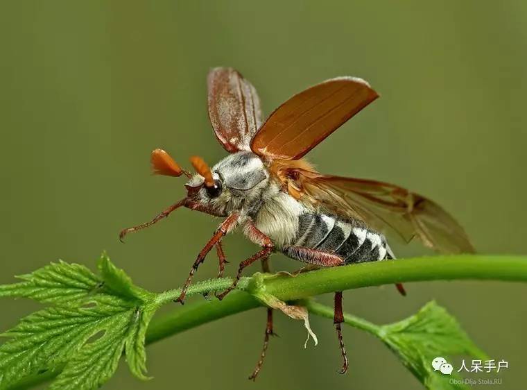 昆虫的嗅觉非常灵敏,昆虫没有嗅觉吗