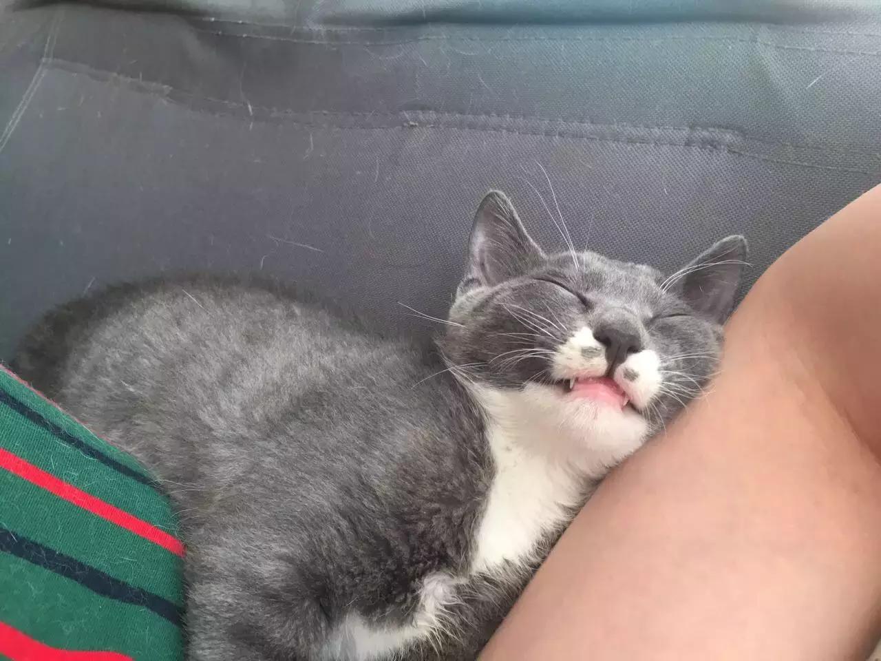 原来猫咪会托梦是真的,原来猫咪真的会哭