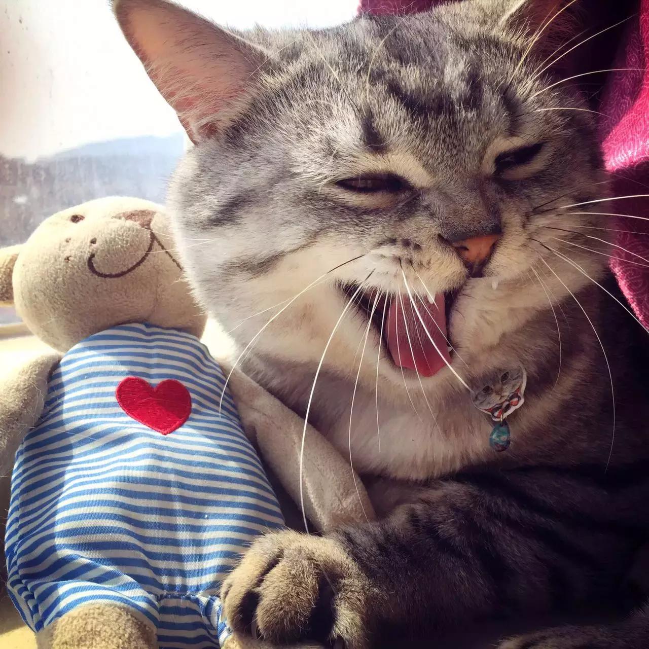 原来猫咪会托梦是真的,原来猫咪真的会哭