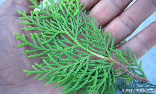 农村最辟邪的物件,民间辟邪的圣物