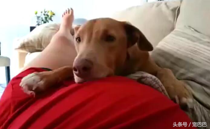 狗狗怀孕主人踢肚子,狗狗踢孕妇的肚子