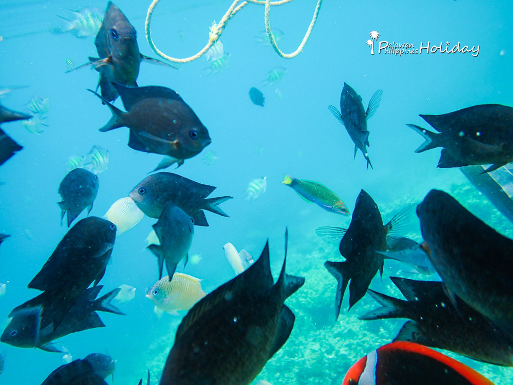 巴拉望｜本田湾真的是本田公司买下的吗？来了这里才知道