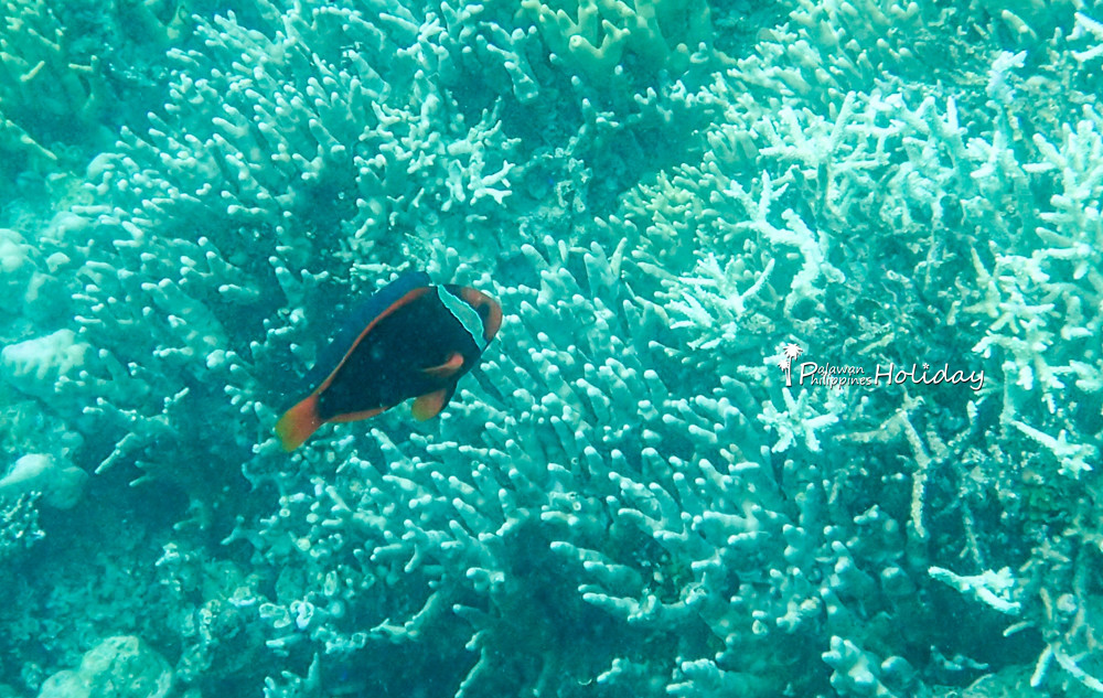 巴拉望｜本田湾真的是本田公司买下的吗？来了这里才知道