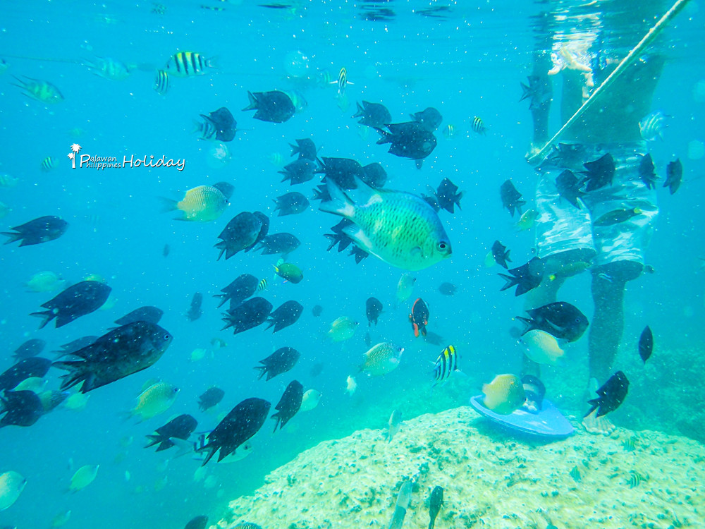 巴拉望｜本田湾真的是本田公司买下的吗？来了这里才知道