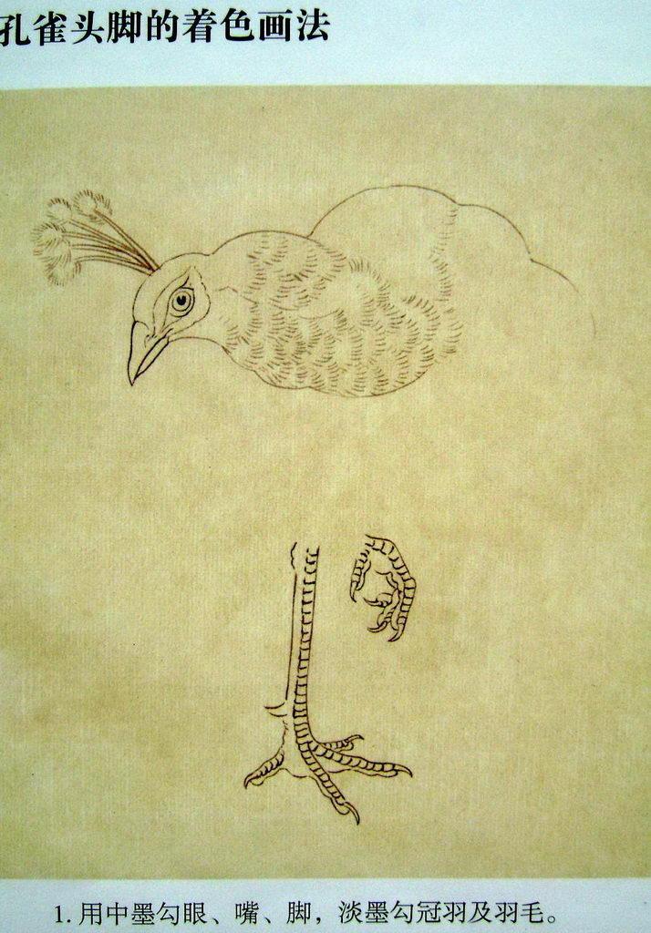 孔雀开屏的图片国画孔雀的画法,国画孔雀的画法图片