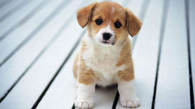 属狗人哪几个月份出生最好,属狗人出生每一月的解析