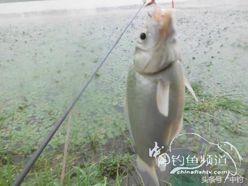 闷热缺氧鱼上浮不开口怎么钓,闷热鱼难钓为什么午时鱼难钓