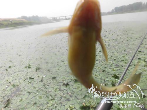 闷热缺氧鱼上浮不开口怎么钓,闷热鱼难钓为什么午时鱼难钓