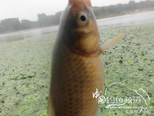 闷热缺氧鱼上浮不开口怎么钓,闷热鱼难钓为什么午时鱼难钓