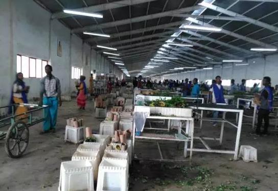 亚洲最大玫瑰花基地,世界最大玫瑰种植基地