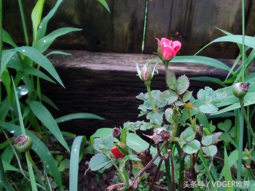 追剧游戏两不误ipad,追剧工作两不误