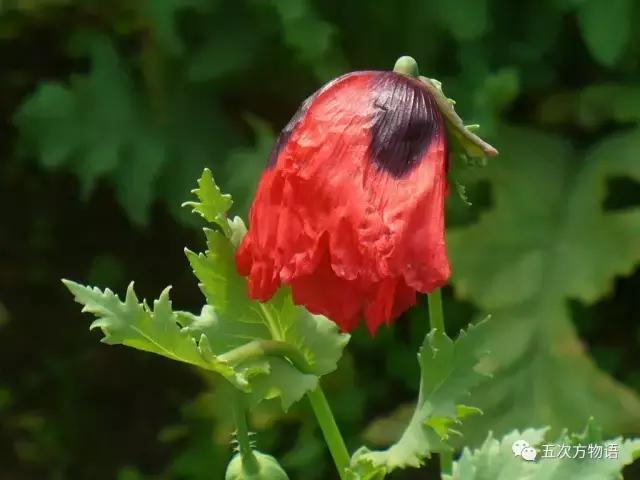 虞美人与虞美人,虞美人深度解析