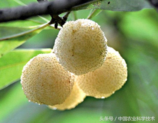 杨梅好吃树难栽下联,杨梅树难栽种么