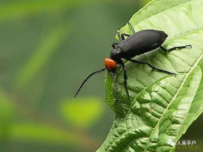 昆虫的嗅觉非常灵敏,昆虫没有嗅觉吗