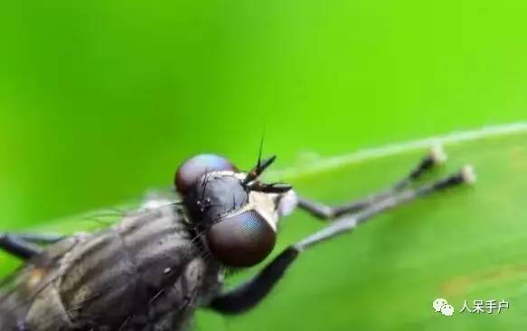 昆虫的嗅觉非常灵敏,昆虫没有嗅觉吗